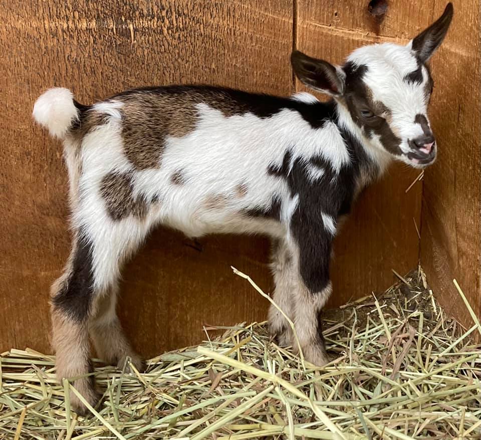 Soy Wax Melts  Mader's Farm Nigerian Dwarf Goats